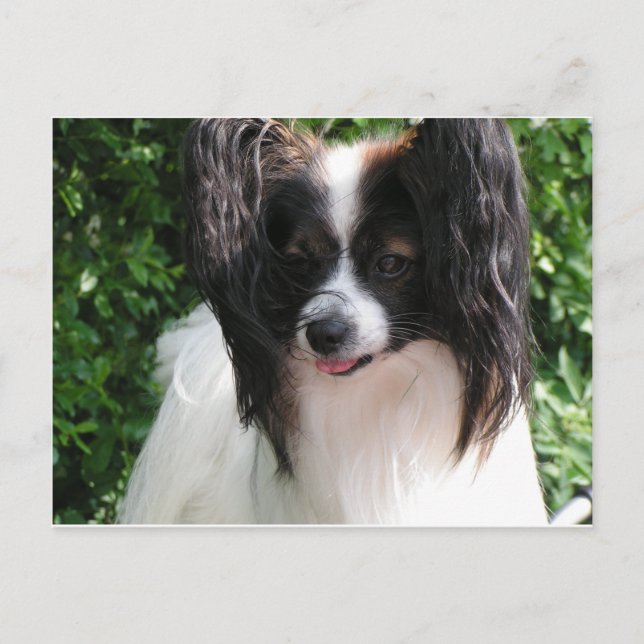 Carte Postale Papillons (Devant)