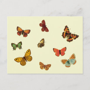Carte Postale Papillons