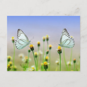 Carte Postale Papillons