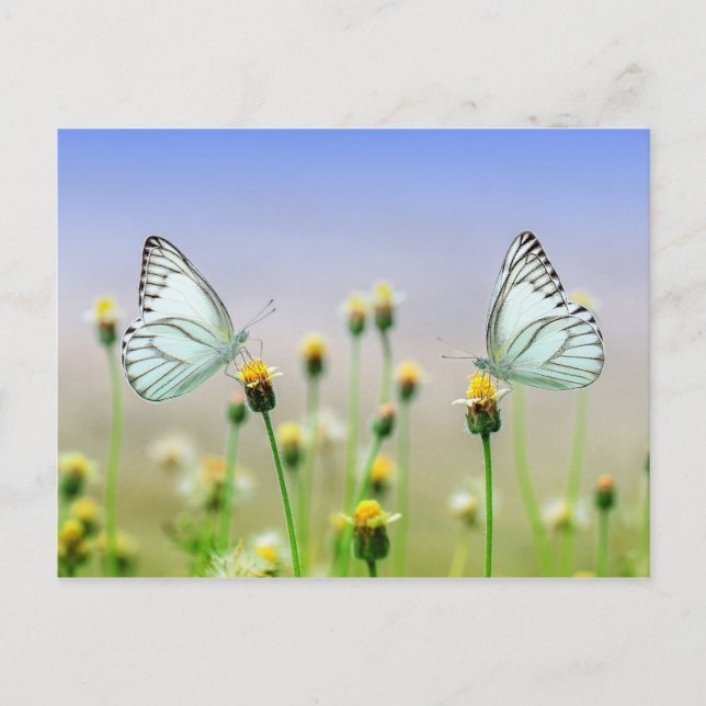 Carte Postale Papillons (Devant)