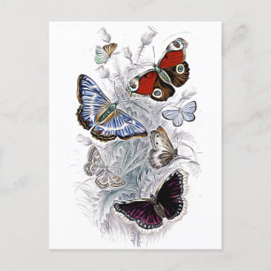 Carte Postale papillons
