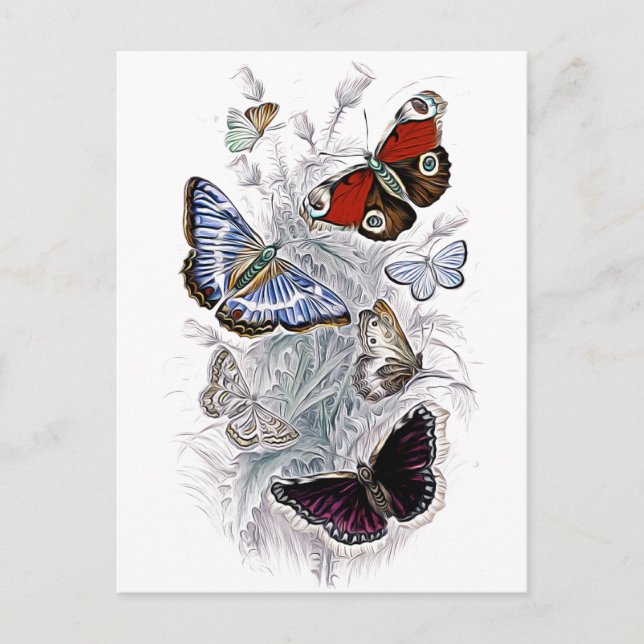 Carte Postale papillons (Devant)