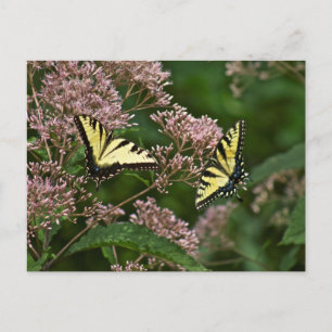 Carte Postale Papillons à queue de tigre sur Joe Pye Weed