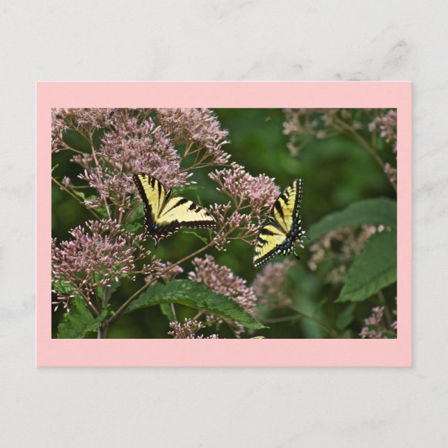 Carte Postale Papillons à queue de tigre sur Joe Pye Weed (Devant)