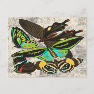 Carte Postale Papillons Botaniques d'Art Vintage Français