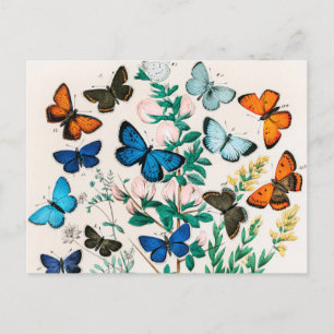 Carte Postale Papillons, Caterpillar, William Forsell Kirby