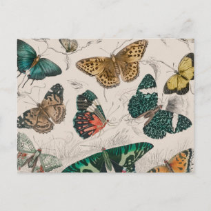 Carte Postale Papillons Collection Antique Papillons