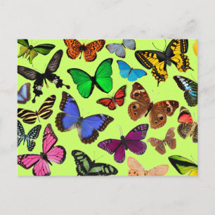 Carte Postale Papillons colorés