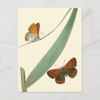 Papillons colorés flottant autour d'une feuille