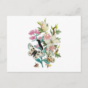 Carte Postale Papillons de l'été