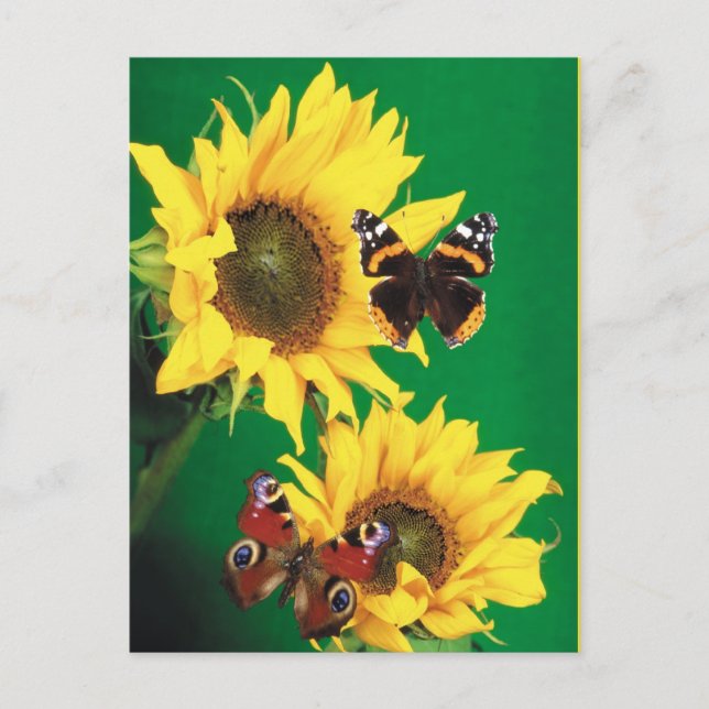 Carte Postale Papillons de l'été 2 (Devant)