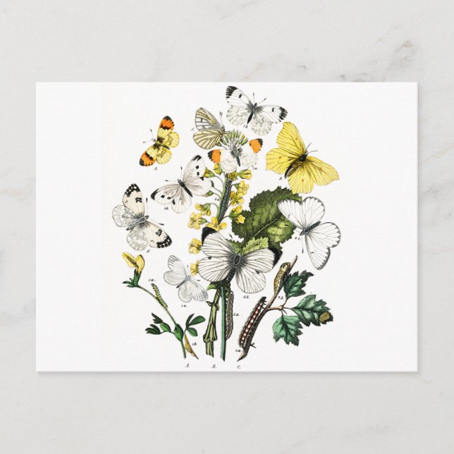 Carte Postale Papillons d'Europe vintage (Devant)