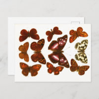 Papillons et Moths de la série Esquisses Zoologiqu