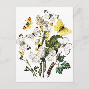 Carte Postale Papillons européens vintages