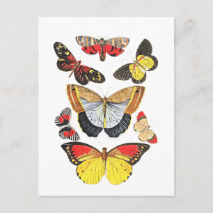 Carte Postale Papillons, Fond Transparent,