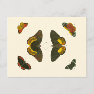 Carte Postale Papillons lumineux par Pieter Cramer