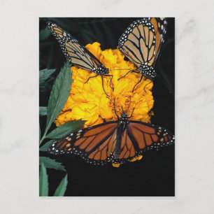 Carte Postale Papillons monarques nourriciers