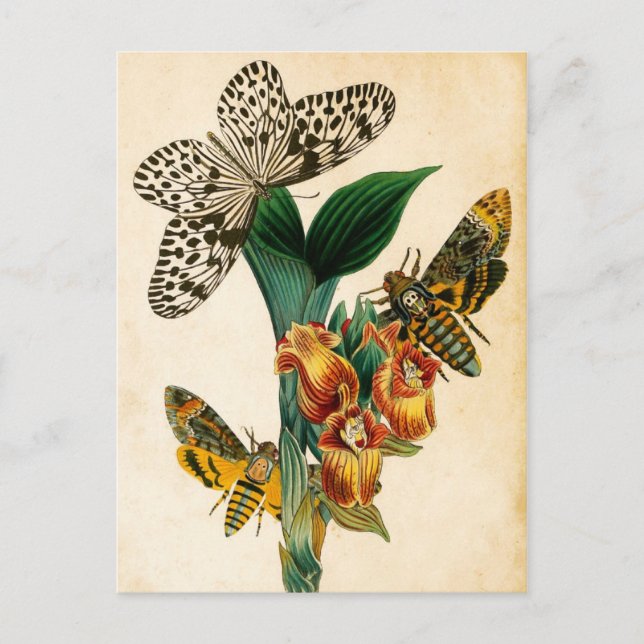 Carte Postale Papillons nymphe de Ceylan Tree et papillons de nu (Devant)