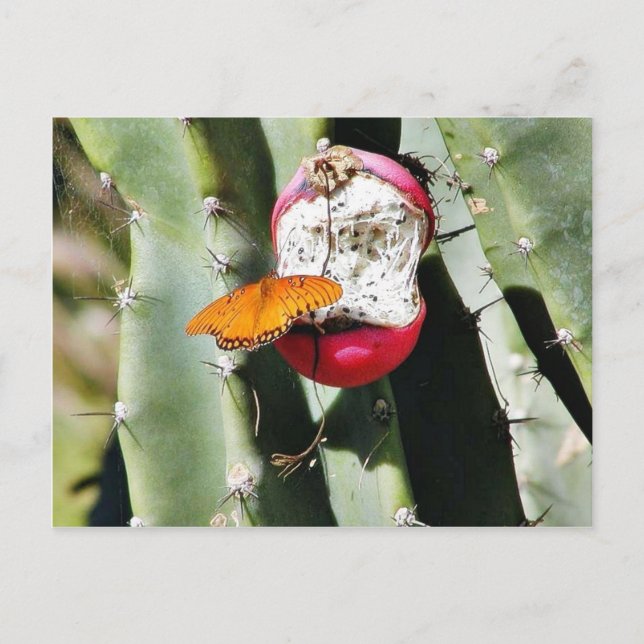 Carte Postale Papillons papillons Cactus (Devant)
