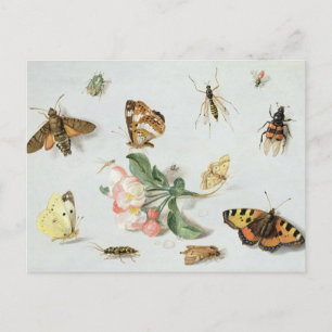 Carte Postale Papillons, papillons de nuit et autres insectes