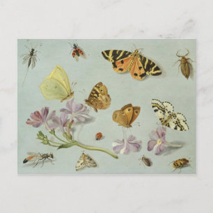 Carte Postale Papillons, papillons de nuit et autres insectes