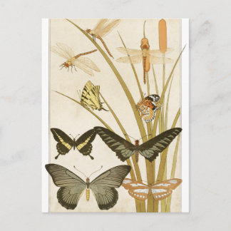 Carte Postale Papillons papillons vintages