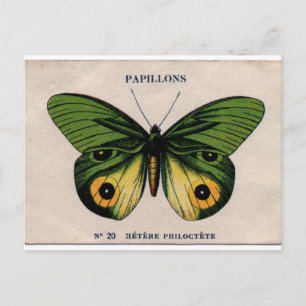 Carte Postale Papillons Vintage Papillon Illustration