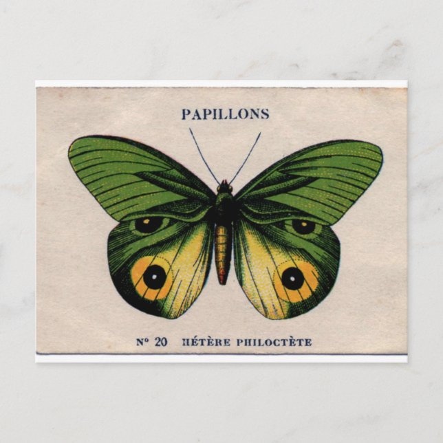 Carte Postale Papillons Vintage Papillon Illustration (Devant)
