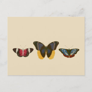 Carte Postale Papillons vintages