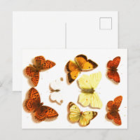 Papillons vintages et papillons de nuit