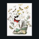 Carte Postale Papillons vintages & papillons de nuit Illustratio<br><div class="desc">Peintures et illustrations d'animaux vintages</div>