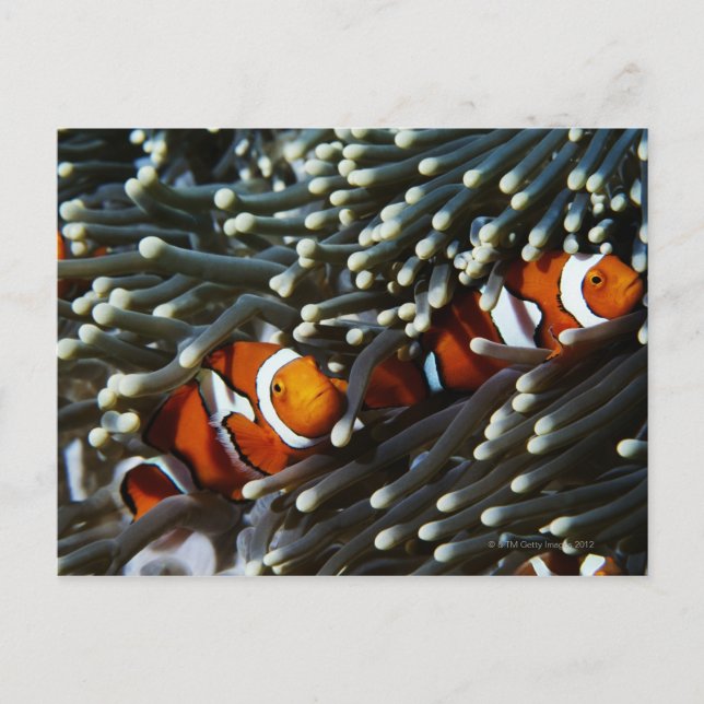 Carte Postale Papouasie-Nouvelle-Guinée, deux faux anémérites cl (Devant)