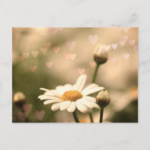 Carte postale Paquerette