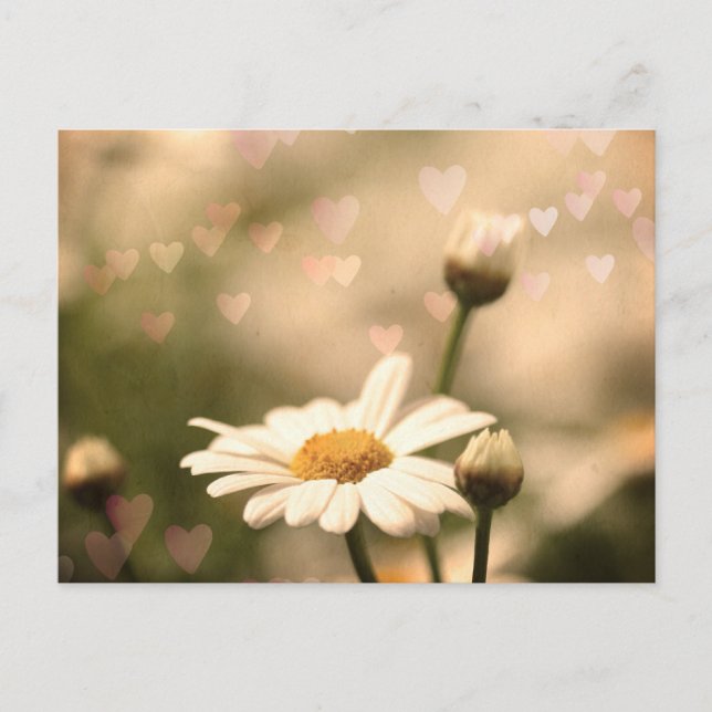 Carte postale Paquerette (Devant)