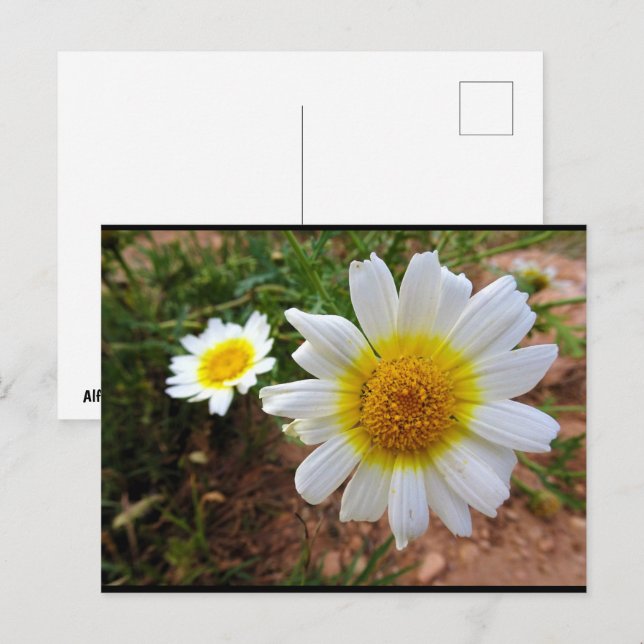 Carte Postale Pâquerettes communes (Devant / Derrière)