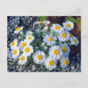 Carte Postale Pâquerettes laineuses fleurs sauvages