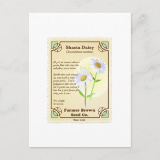 Carte Postale Paquet de semences Shasta Daisy