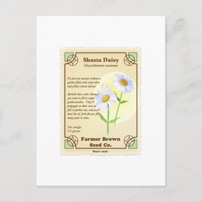 Carte Postale Paquet de semences Shasta Daisy (Devant)
