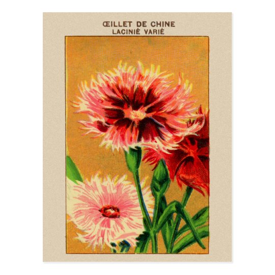 Carte Postale Paquet Vintage De Graine De Fleur D Oeillet De La Zazzle Fr Carte Postale Paquet Vintage De Graine De Fleur D Oeillet De La Zazzle Fr