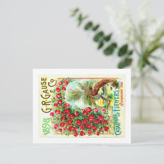 Carte Postale Paquets de semences. (Debout devant)