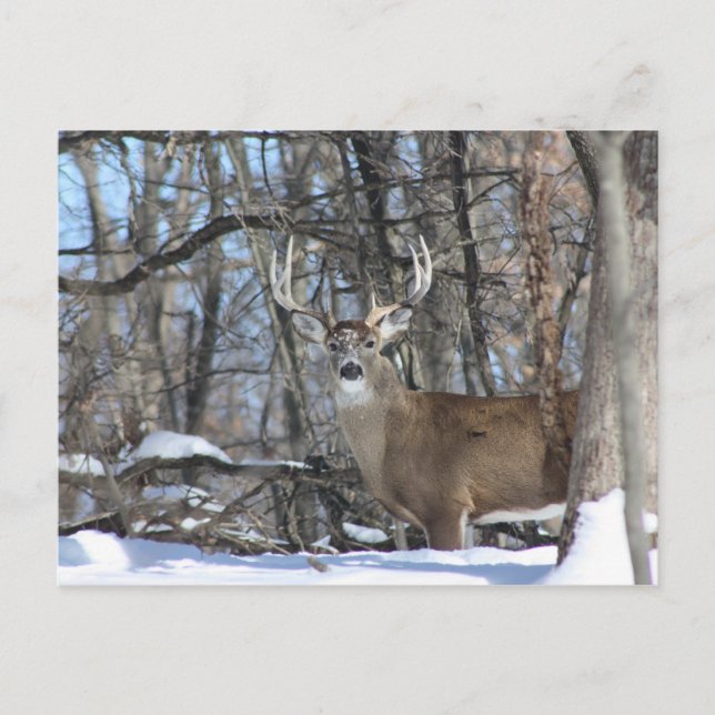 CARTE POSTALE PAR LA NEIGE PROFONDE (Devant)