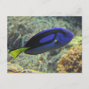 Carte Postale Paracanthurus hepatus