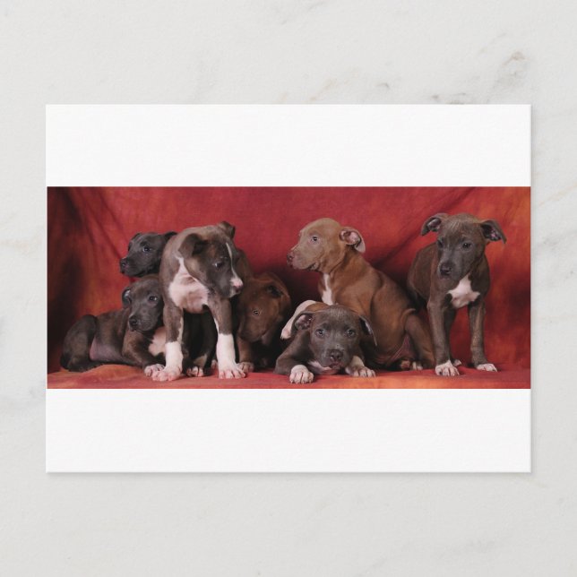 Carte Postale Paradis des chiots de Pitbull (Devant)
