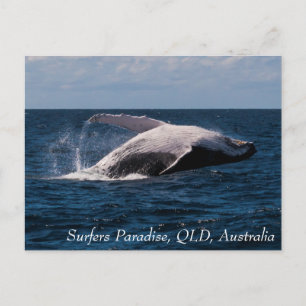 Carte Postale Paradis des surfeurs de baleines à bosse