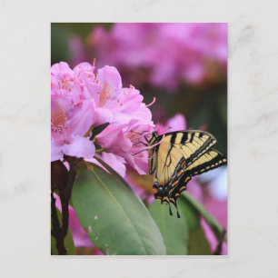 Carte Postale Paradis papillon