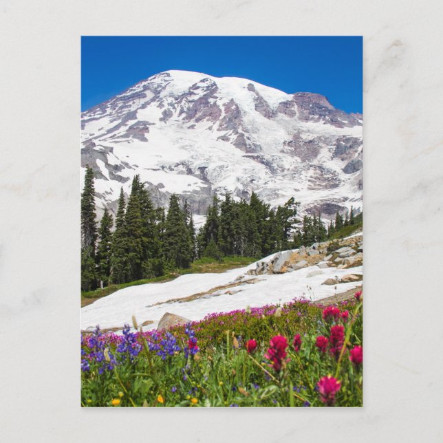 Carte Postale Paradise Mt. Rainer (Devant)