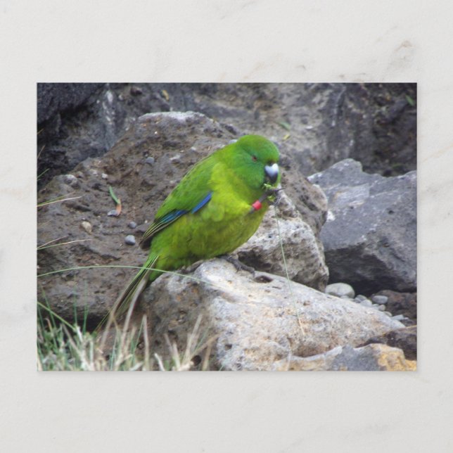 Carte Postale Parakee de l'île Antipodes (Devant)