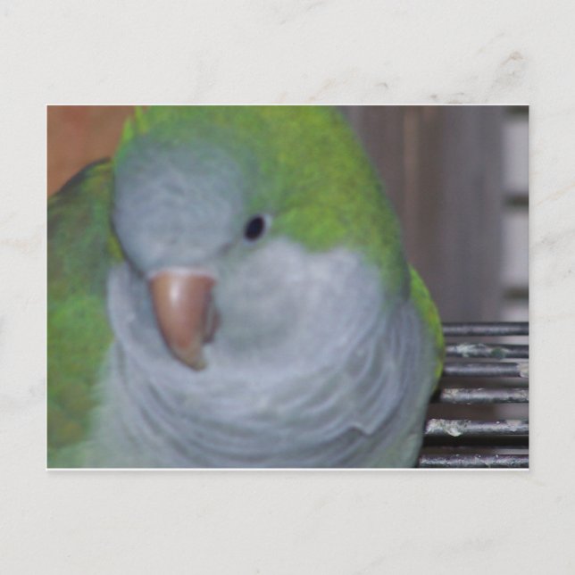 CARTE POSTALE PARAKEET (Devant)