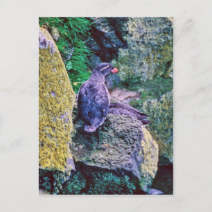 Carte Postale Parakeet Auklet