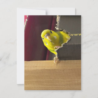Carte Postale Parakeet Peek a bol
